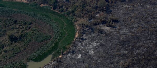 Las consecuencias de los incendios en el Pantanal de Brasil Las consecuencias de los incendios en el Pantanal de Brasil - Sputnik Mundo