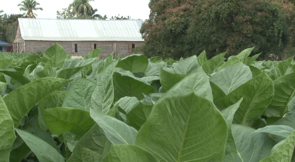 Tabaco cubano: arte, tradición y nacionalidad | Vídeo - Sputnik Mundo