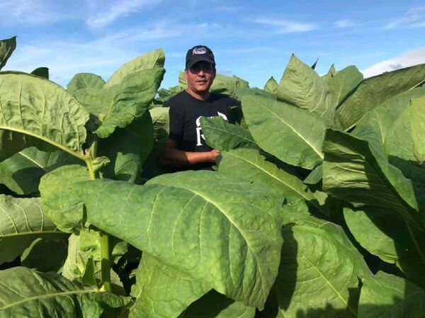 Tabaco cubano: arte, tradición y nacionalidad | Vídeo - Sputnik Mundo