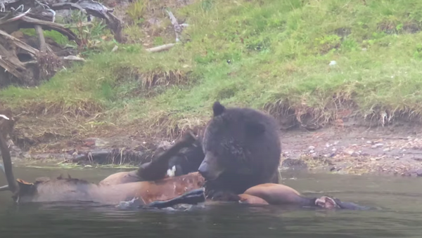 Un ciervo se convierte en el banquete de un oso gris - Sputnik Mundo