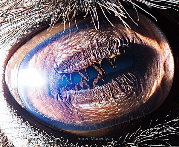 Los ojos de los animales, vistos por una cámara macro 

 - Sputnik Mundo