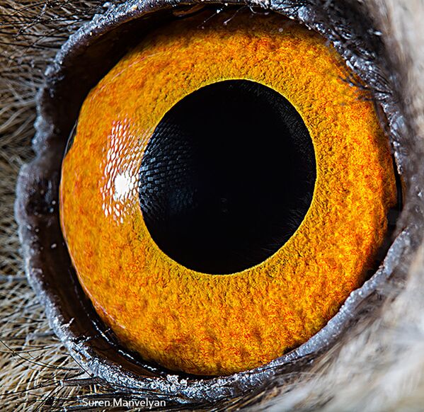 Los ojos de los animales, vistos por una cámara macro 

 - Sputnik Mundo