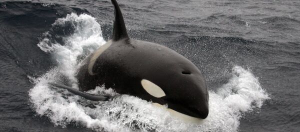 Orca nadando cerca de las Islas Crozet - Sputnik Mundo