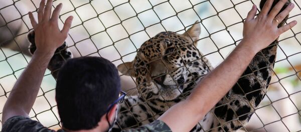 Así salvan a los jaguares de los incendios forestales en Brasil

 - Sputnik Mundo