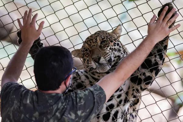 Así salvan a los jaguares de los incendios forestales en Brasil
Así salvan a los jaguares de los incendios forestales en Brasil