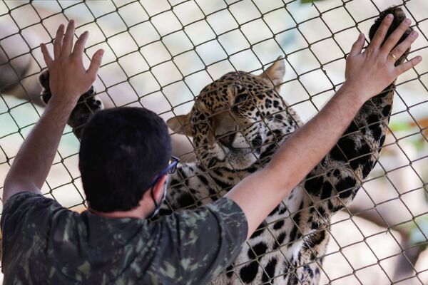 Así salvan a los jaguares de los incendios forestales en Brasil

 - Sputnik Mundo