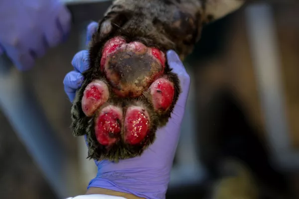 Así salvan a los jaguares de los incendios forestales en Brasil
Así salvan a los jaguares de los incendios forestales en Brasil