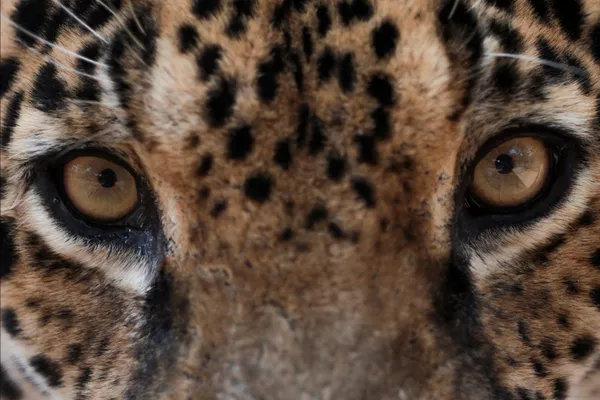 Así salvan a los jaguares de los incendios forestales en Brasil
Así salvan a los jaguares de los incendios forestales en Brasil
- Sputnik Mundo