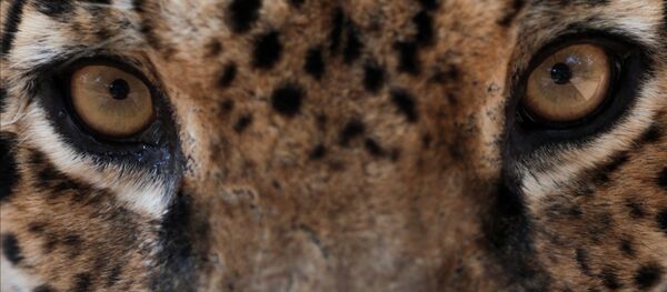 Ягуар, проходящий лечение в центре NGO Nex Institute в Бразилии - Sputnik Mundo