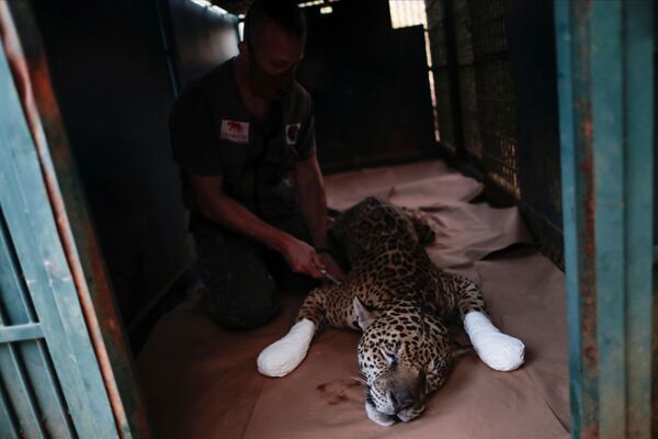 Así salvan a los jaguares de los incendios forestales en Brasil

 - Sputnik Mundo