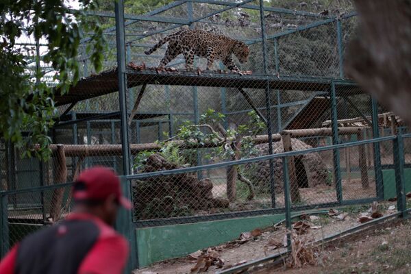 Así salvan a los jaguares de los incendios forestales en Brasil

 - Sputnik Mundo