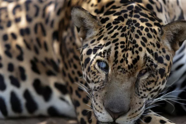 Así salvan a los jaguares de los incendios forestales en Brasil
Así salvan a los jaguares de los incendios forestales en Brasil
- Sputnik Mundo