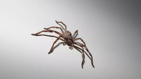 Una araña - Sputnik Mundo