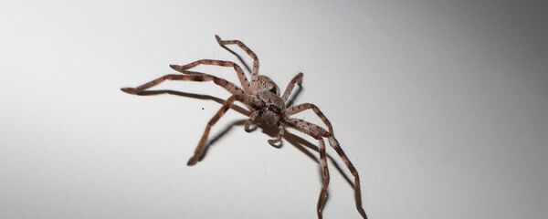 Una araña - Sputnik Mundo