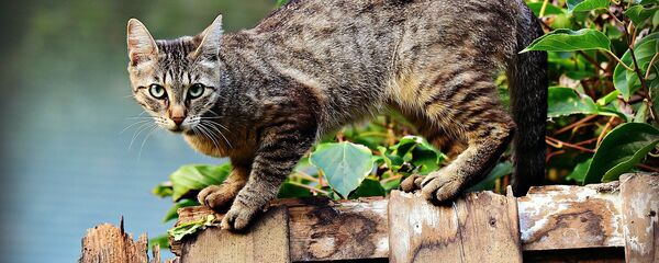 Un gato - Sputnik Mundo