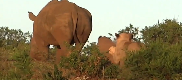 Una madre rinoceronte protege a su cría de un león hambriento - Sputnik Mundo