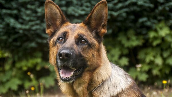 Un perro de servicio, referencial - Sputnik Mundo