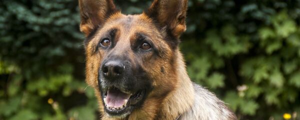 Un perro de servicio, referencial - Sputnik Mundo