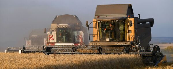 La cosecha de trigo en Rusia - Sputnik Mundo