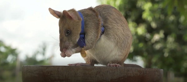Conoce a Magawa, la rata gigante condecorada con medalla de oro por detectar explosivos |Vídeo - Sputnik Mundo