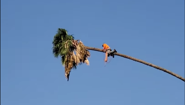 La insólita manera de cortar una palmera - Sputnik Mundo
