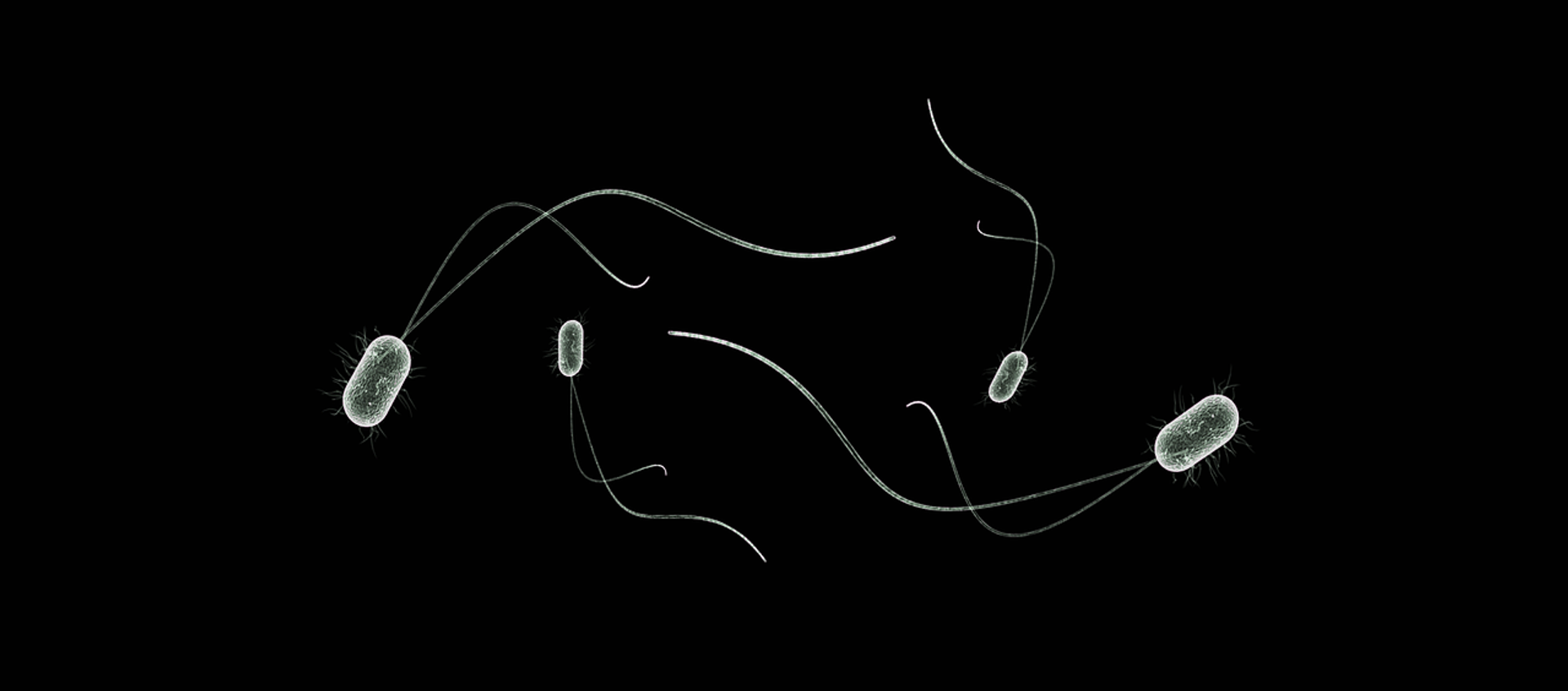 Unas bacterias (imagen referencial) Unas bacterias (imagen referencial) - Sputnik Mundo, 1920, 29.09.2020