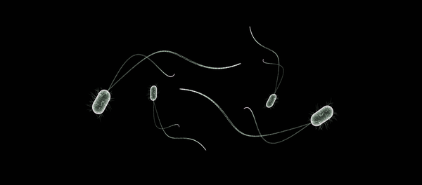 Unas bacterias (imagen referencial) - Sputnik Mundo