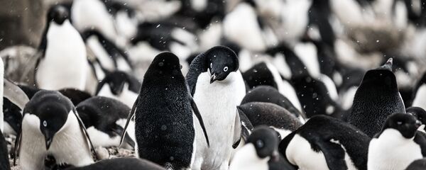 Los pingüinos de Adelie - Sputnik Mundo