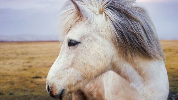 Imagen referencial de un poni - Sputnik Mundo