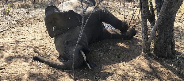 Un elefante muerto en Zimbabue (agosto, 2020) - Sputnik Mundo