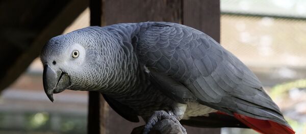 Un loro gris africano - Sputnik Mundo