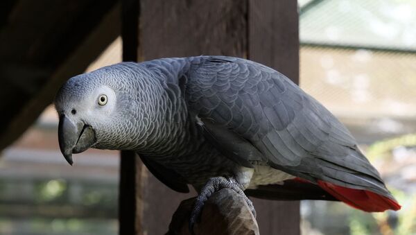 Un loro gris africano - Sputnik Mundo