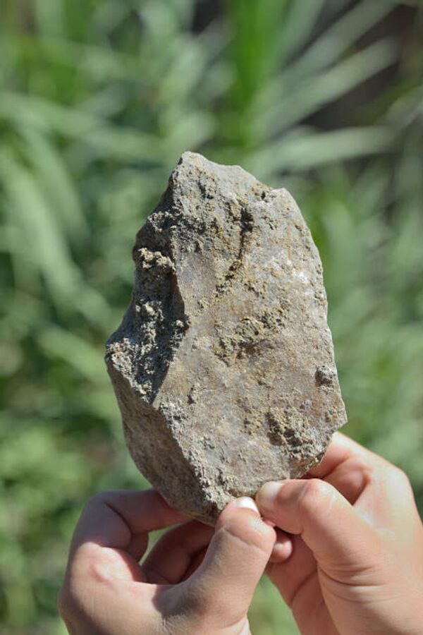 Jaguares, hienas y mamuts reinaban hace un millón de años la costa mediterránea de España | Fotos - Sputnik Mundo