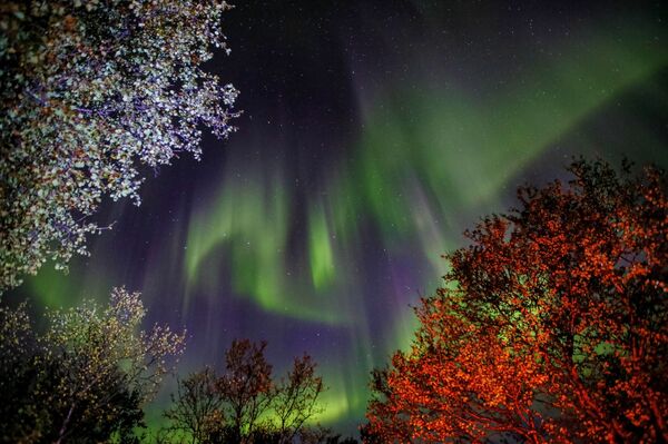 Los cielos se visten de gala: disfruta la belleza de las auroras boreales de Múrmansk Los cielos se visten de gala: disfruta la belleza de las auroras boreales de Múrmansk - Sputnik Mundo