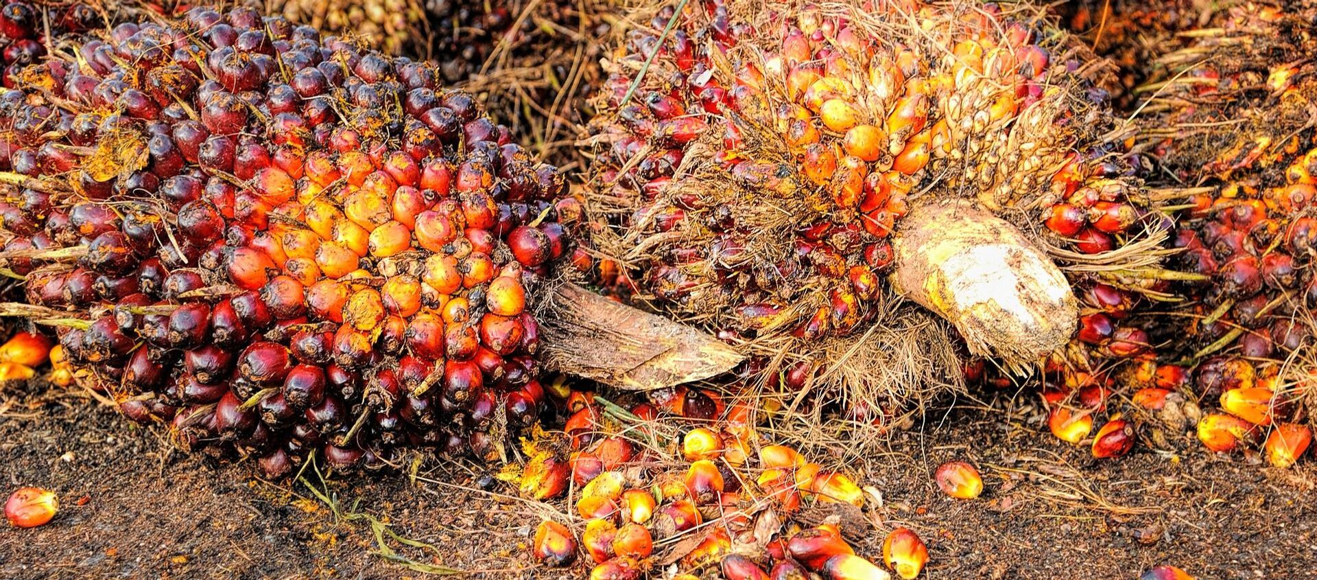 Las semillas de palma de las que se produce el aceite - Sputnik Mundo, 1920, 01.10.2020