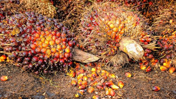 Las semillas de palma de las que se produce el aceite - Sputnik Mundo
