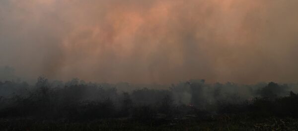 Incendios en El Pantanal brasileño - Sputnik Mundo