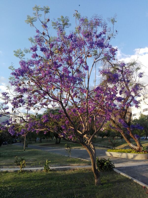 Bolivia avanza en el posconfinamiento y teme una segunda ola de COVID-19 - Sputnik Mundo