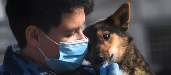 Un perro de la raza shalaika - Sputnik Mundo