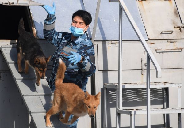 Perros cazadores de COVID-19, héroes de la pandemia | Fotos Perros cazadores de COVID-19, héroes de la pandemia | Fotos - Sputnik Mundo