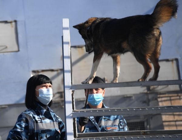 Perros cazadores de COVID-19, héroes de la pandemia | Fotos Perros cazadores de COVID-19, héroes de la pandemia | Fotos - Sputnik Mundo