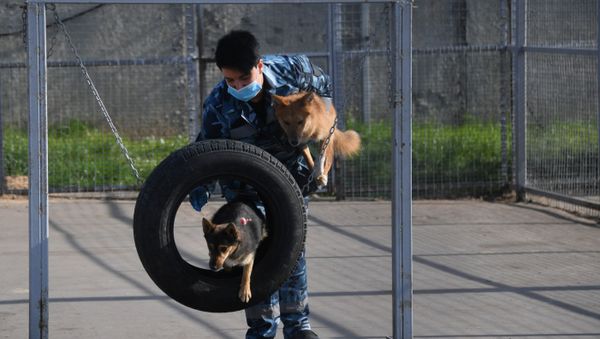 Entrenan a perros de la raza shalaika para detectar a los contagiados de COVID-19 Entrenan a perros de la raza shalaika para detectar a los contagiados de COVID-19 - Sputnik Mundo
