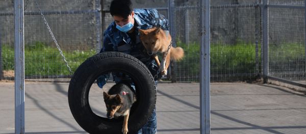 Entrenan a perros de la raza shalaika para detectar a los contagiados de COVID-19 Entrenan a perros de la raza shalaika para detectar a los contagiados de COVID-19 - Sputnik Mundo