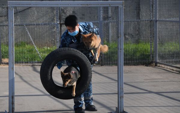 Entrenan a perros de la raza shalaika para detectar a los contagiados de COVID-19  - Sputnik Mundo