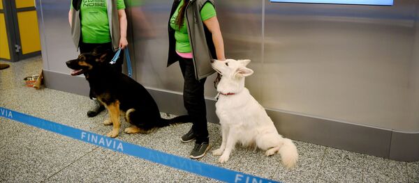 Perros entrenados para detectar el coronavirus en el aeropuerto de Helsinki, Finlandia - Sputnik Mundo