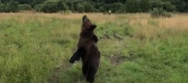 El oso Tom - Sputnik Mundo