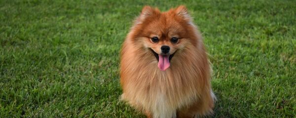 Un pomerania (archivo) - Sputnik Mundo