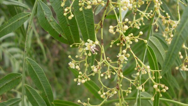 Hojas e inflorescencias de Aguaribay ('Schinus areira') - Sputnik Mundo