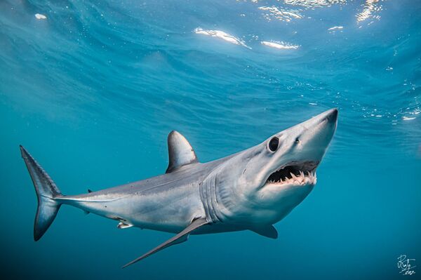 España, una tumba para los tiburones: Ni en sueños habría imaginado toparme con él - Sputnik Mundo