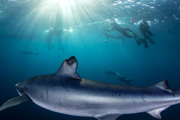 España, una tumba para los tiburones: Ni en sueños habría imaginado toparme con él - Sputnik Mundo